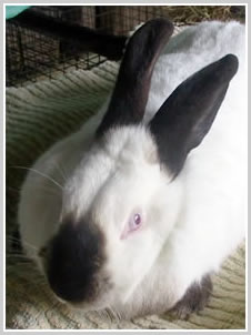 Californian Rabbit