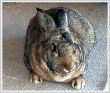 Flemish Giant Rabbit