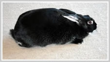 Silver Fox Rabbit