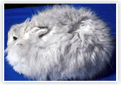 Angora Creations for Angora Rabbit Products Contact Angora Creations