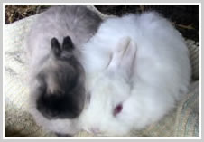 Jersey Woolly Rabbit