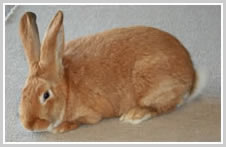 New Zealand Red Rabbit