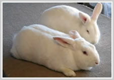 New Zealand White Rabbit