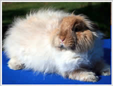 Angora Rabbit - lilac point