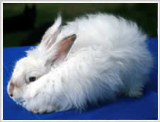 Angora Rabbit Colour - ghost chinchilla or frosted pearl