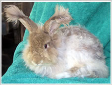 A newly harvested Angora Rabbit  rabbit - note that only the body is harvested, not the face and belly