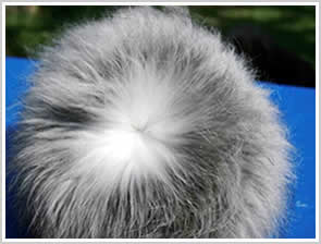 Close up of black or smoke coat, indicating the pitch plack tipping on the coat