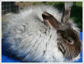 Angora Rabbit - chocolate  - with brown eyes