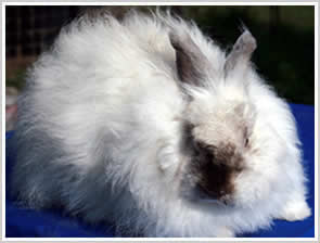 Angora Rabbit - Pearl angora, cream body with dark points