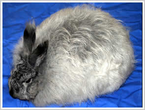 Angora Rabbit - steel chinchilla