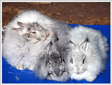 Angora Rabbit Colour - lilac chinchilla, black chinchilla, blue chinchilla - black is the common colour