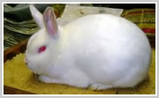 Satin Rabbit